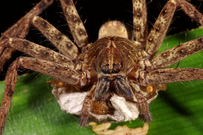 Heteropoda venatoria Huntsman spider