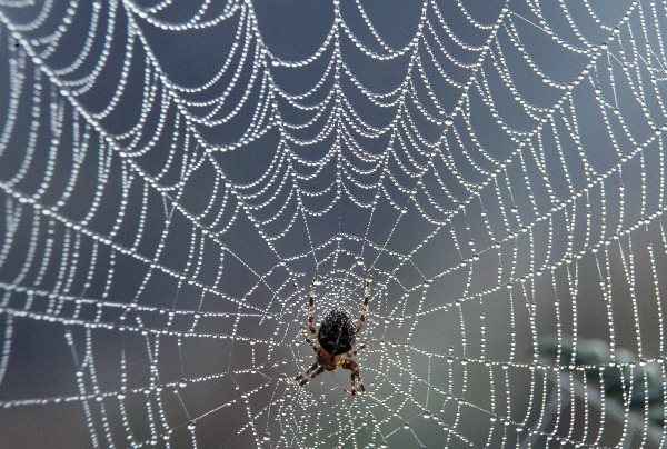 spiderandweb