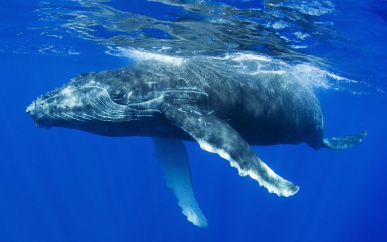 humpback-whale_2726535k
