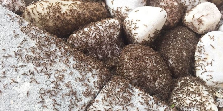 BAR_antswarm_JR_Super_Portrait